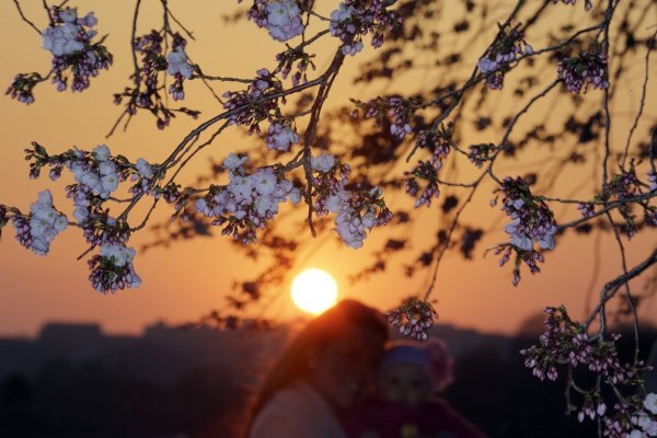 Рассвет в весеннем саду