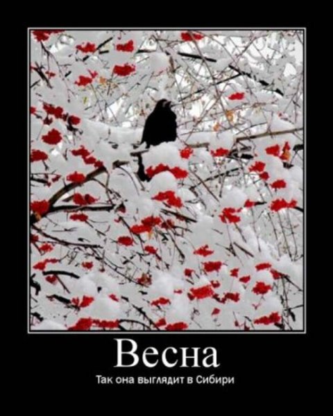 Весна наступила коты прилетели