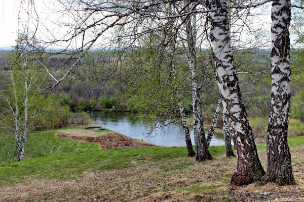 Подснежники на Урале