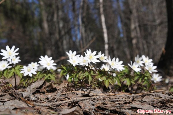 Ранняя Весна в Сибири