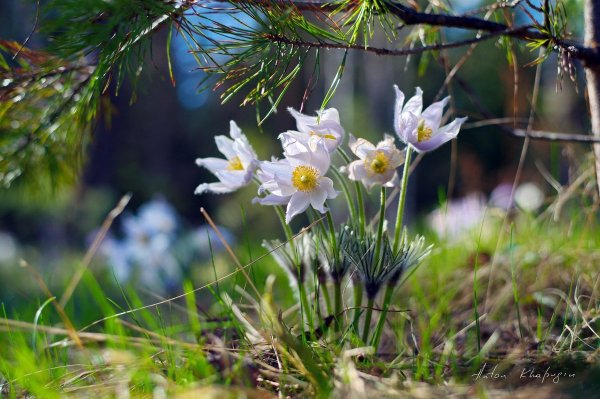 Уральская ранняя Весна