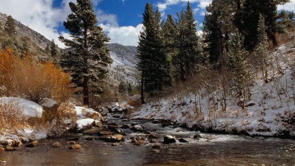 Весна Тайга кедр ручей