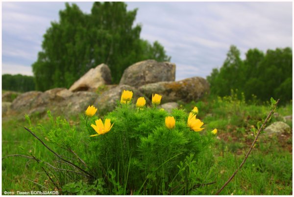 Подснежник Сибирский прострел