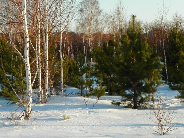 Весна в лесах среднего Урала