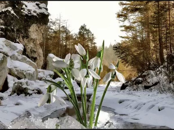 Подснежники Тянь Шань