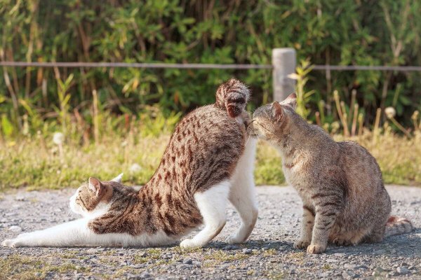 Коты гуляют