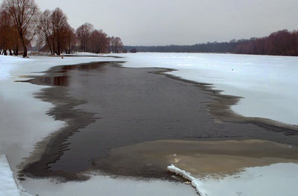 Пролески, подснежники, крокусы