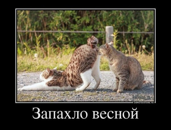 Два кота зимой