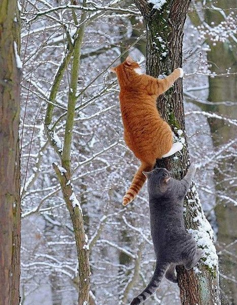 Весна животные
