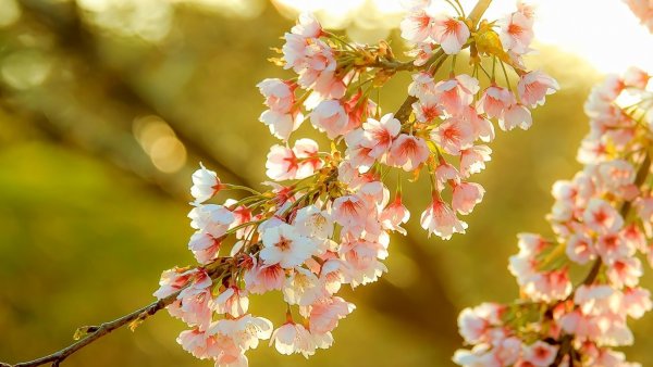 Весеннее цветение плодовых деревьев