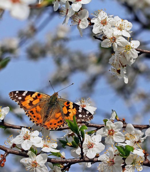 Весенние картинки