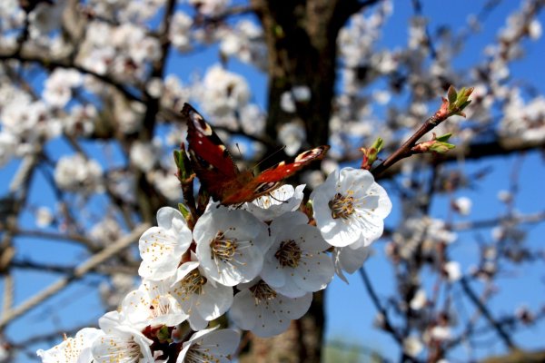 Весна природа оживает