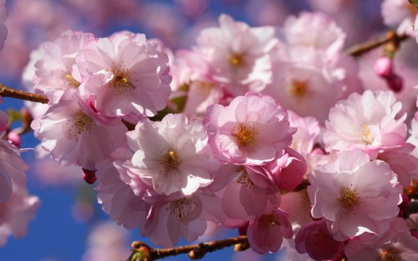 Весна цветет