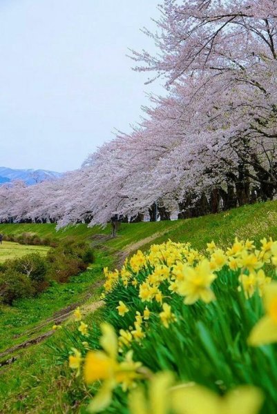 Весенняя ветка