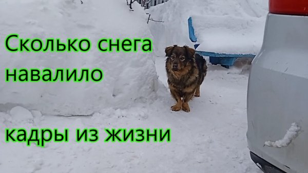 Кот идет по снегу