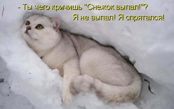 Кот в снегу