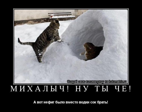 Доброе морозное утро с котиками