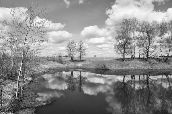 Весенние цветы чб