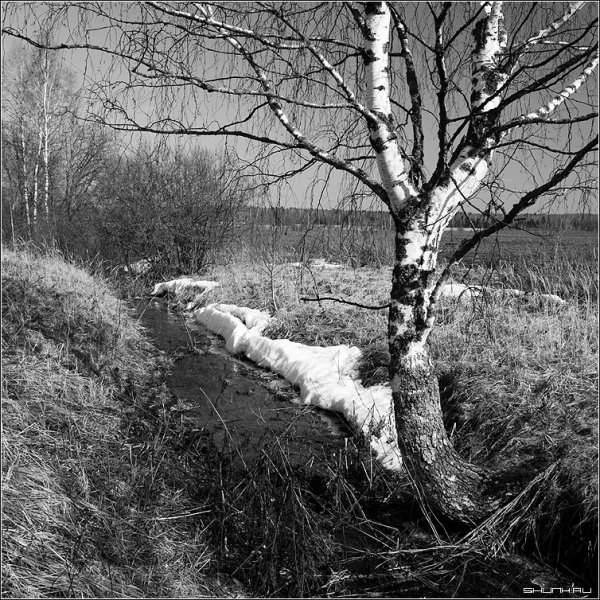 Веточка вербы