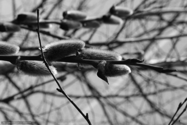 Весна рисунок карандашом