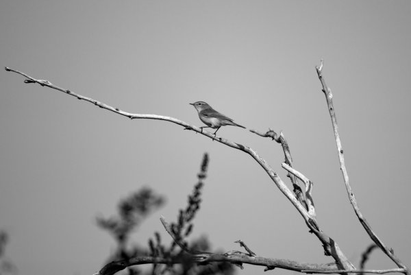 Весенний набросок