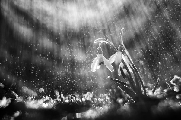 Сакура чёрно белая