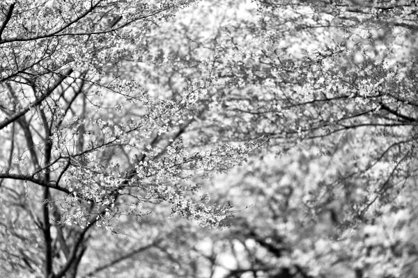 Весна картинки для детей раскраски