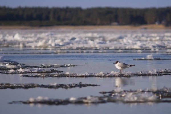 Чайки на реке ранней весной
