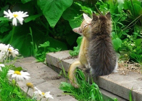 Весна на даче кот