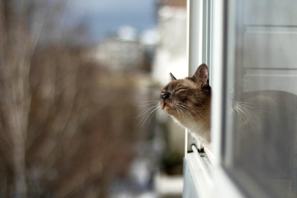 Кот в венке из одуванчиков