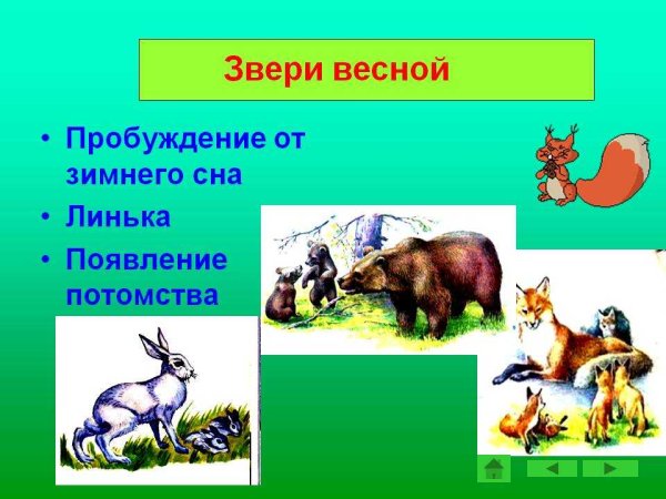 Животные весной для дошкольников