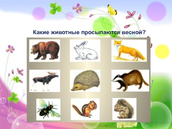 Животные просыпаются весной