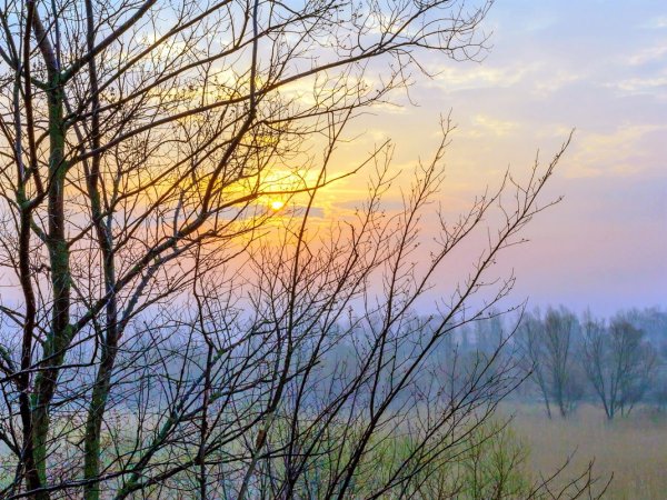 Весенние цветы коллаж