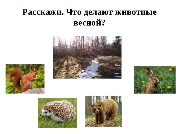 Жизнь животных весной