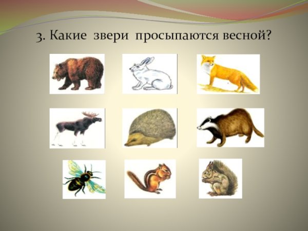 Какие звери просыпаются весной