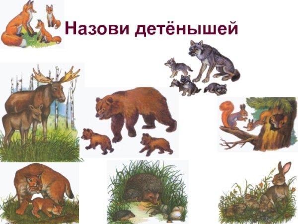 Дикие животные и их Детеныши