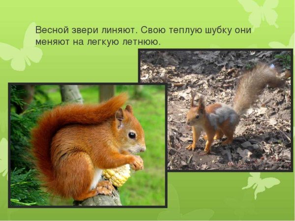 Звери весной презентация