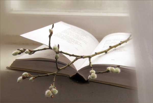 Сирень и книга