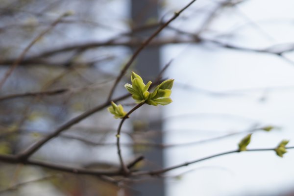 Апрельские листочки