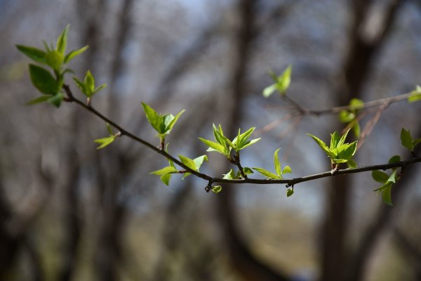 Первые листочки на деревьях