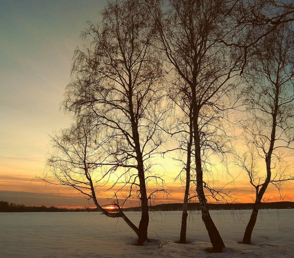 Зимняя береза на закате