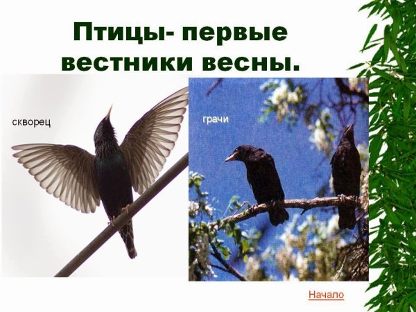 Первые вестники весны