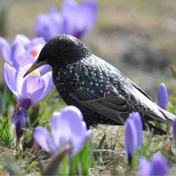 Птицы вестники весны