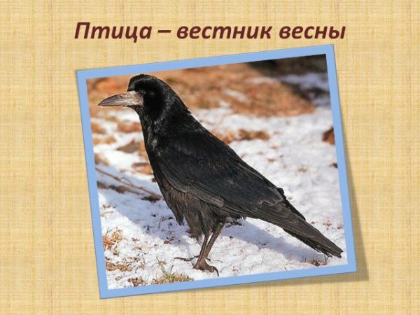 Пернатый Вестник весны