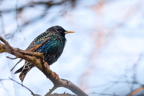 Скворцы на вербе