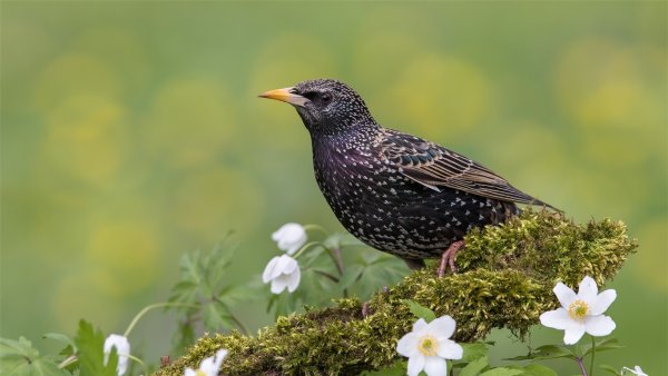 Скворец (Весна)