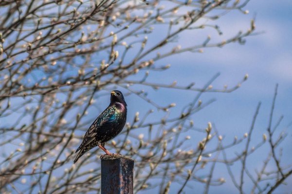 Весенняя Запевка скворца