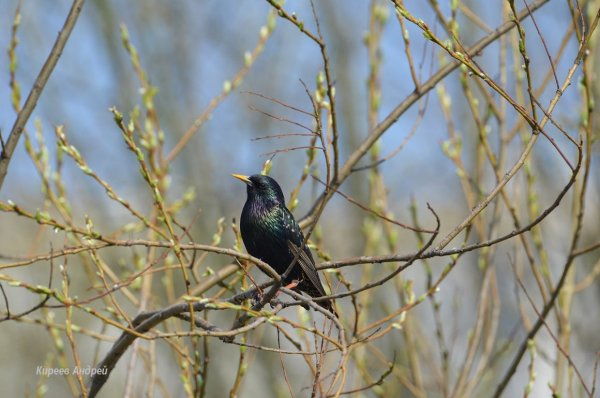Скворец и Соловей