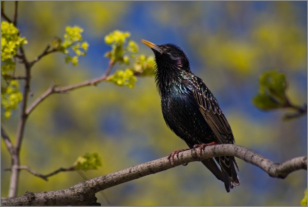 Маленькая Весенняя птичка