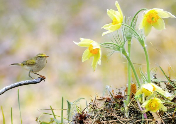 Птицы прилетели